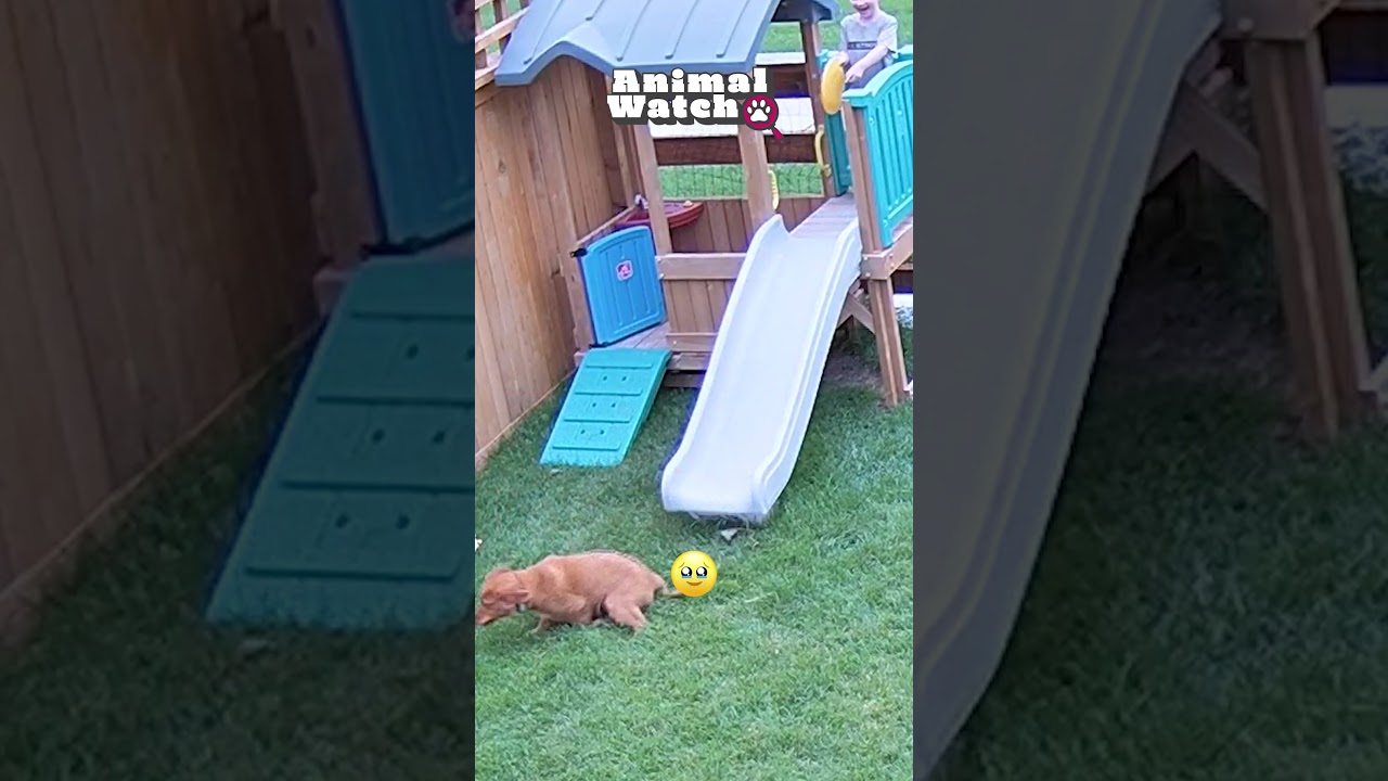 Summertime Scandals! | Animal Watch