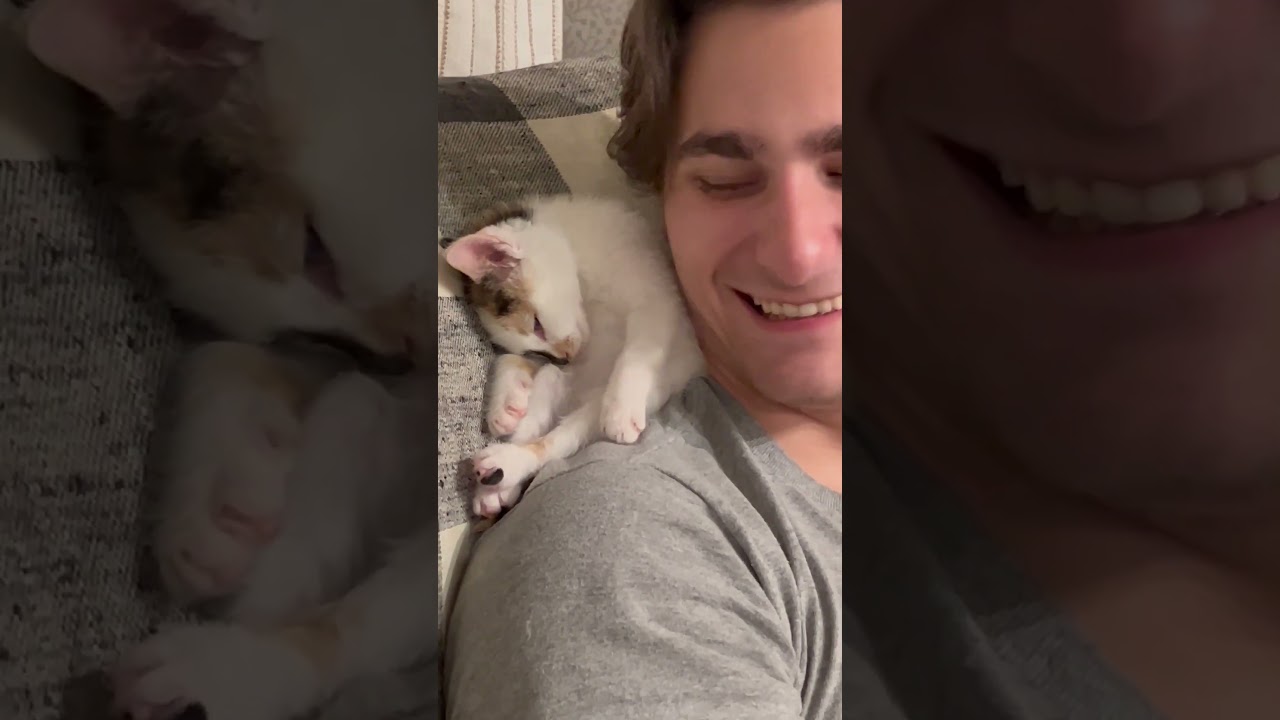 Tiny Kitten Falls Asleep On Man 🥹