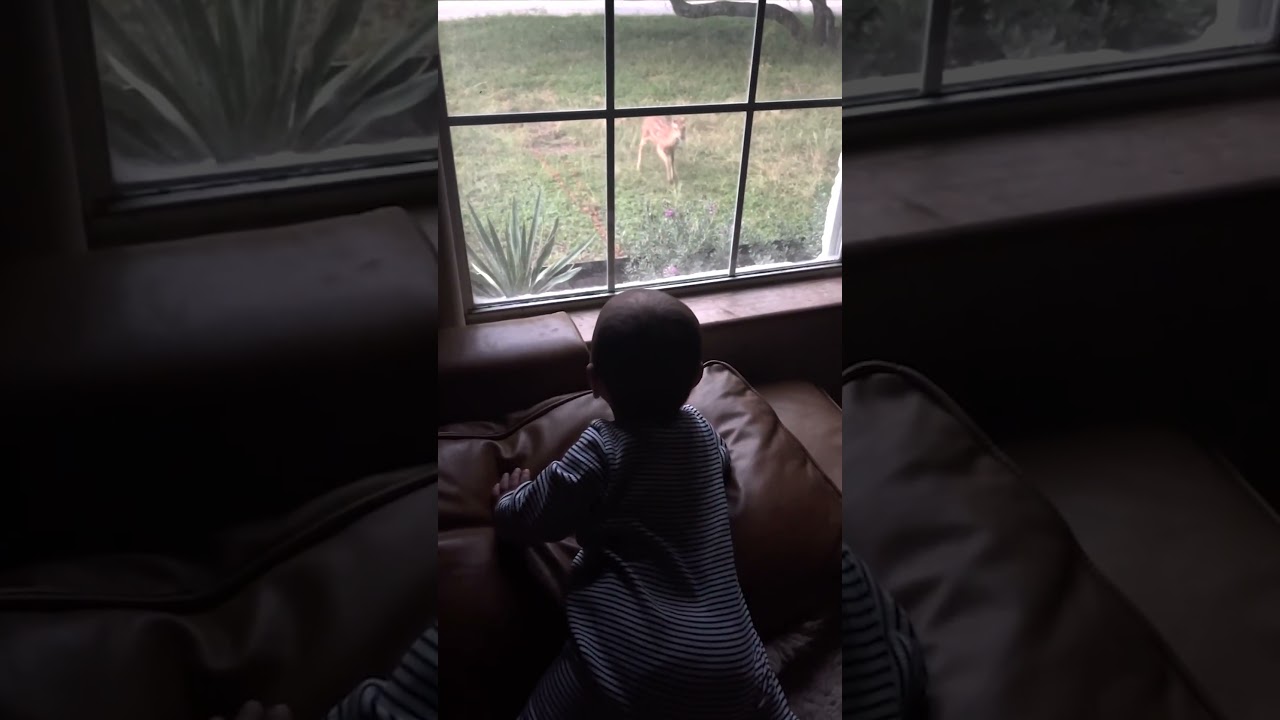 Toddler Watches Adorable Baby Deer Through Window