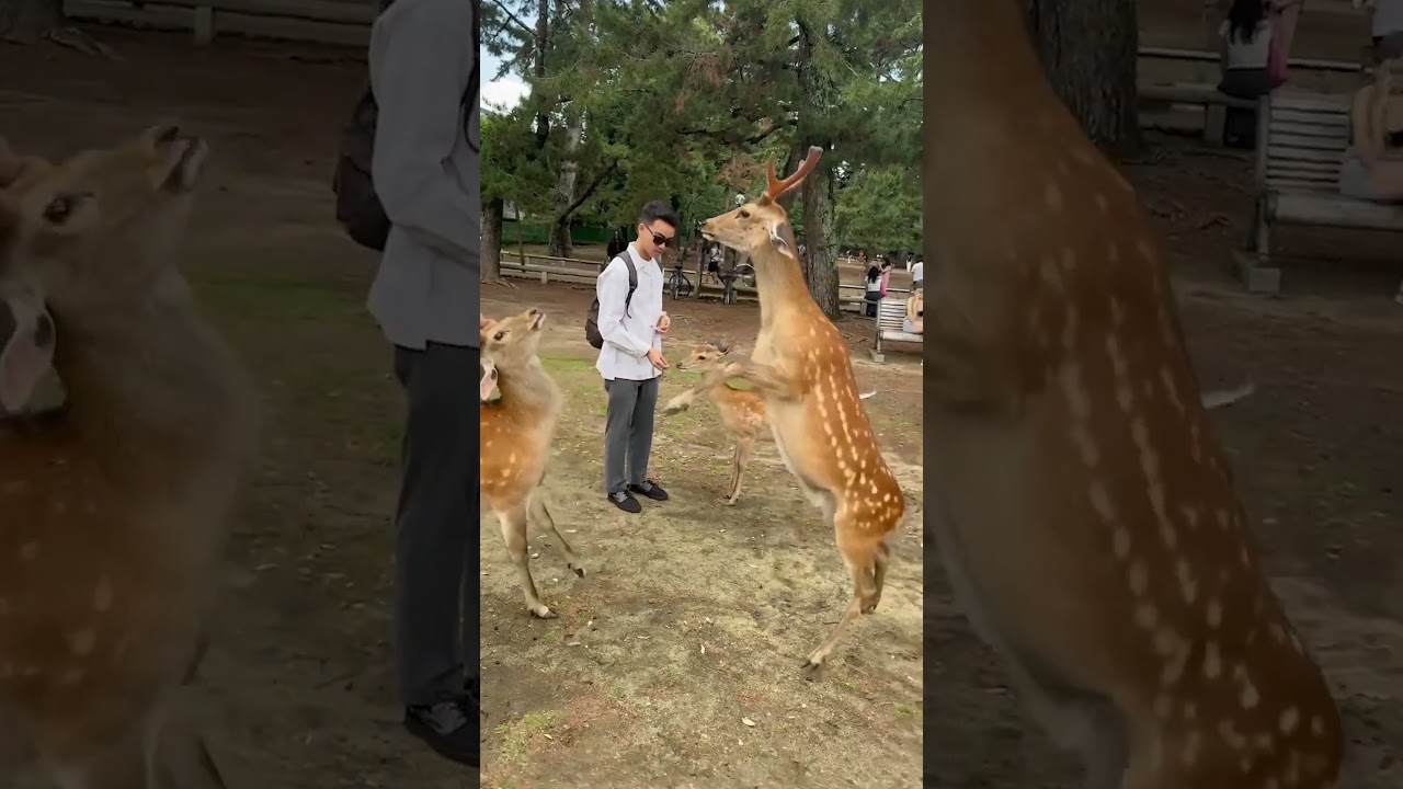 Two Deer Play Fight Over Food