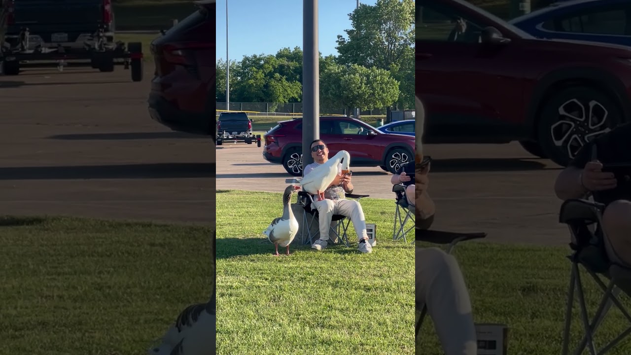 Wild Goose Sits On Random Man's Lap