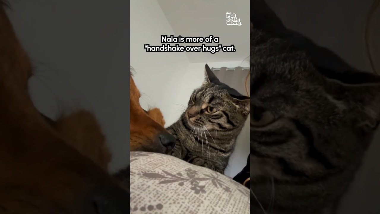 Her NEVER in my nine lives have I ever experienced such audacity! - 😾 #Dog #Cat #Fail