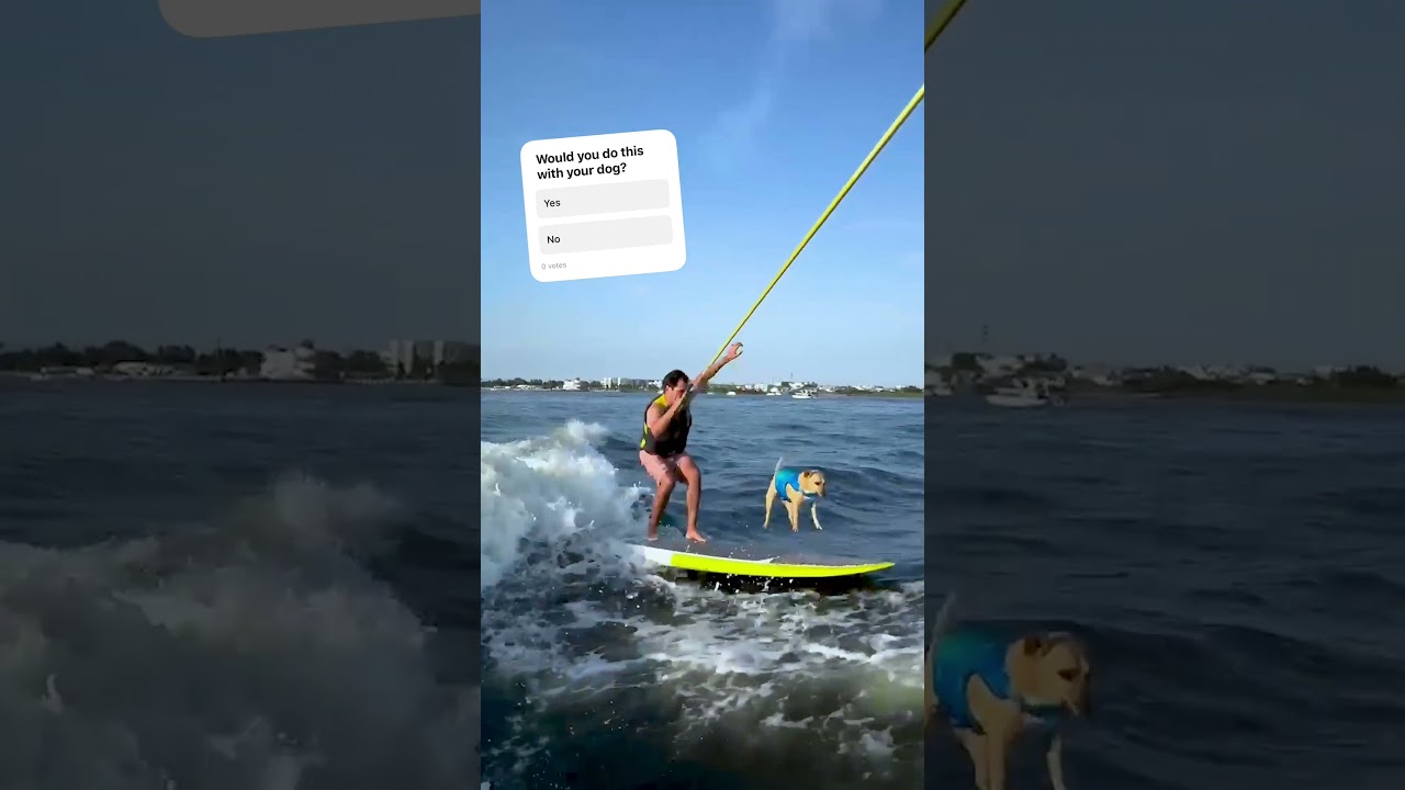 This makes us so nervous!! Would you take your dog surfing with you? #dogs #surfing #dogsdoingthings