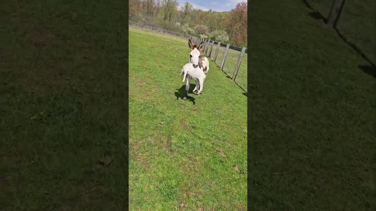 Evil Donkey Loves Mischief  🫏💥😭🐐#Donkey #Goat #Fail #FarmLife