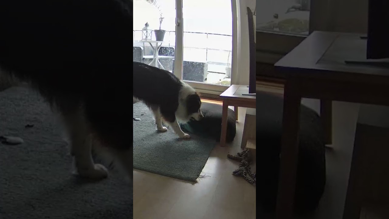 Animal Watch | Pets Caught In The Act 🤣💥