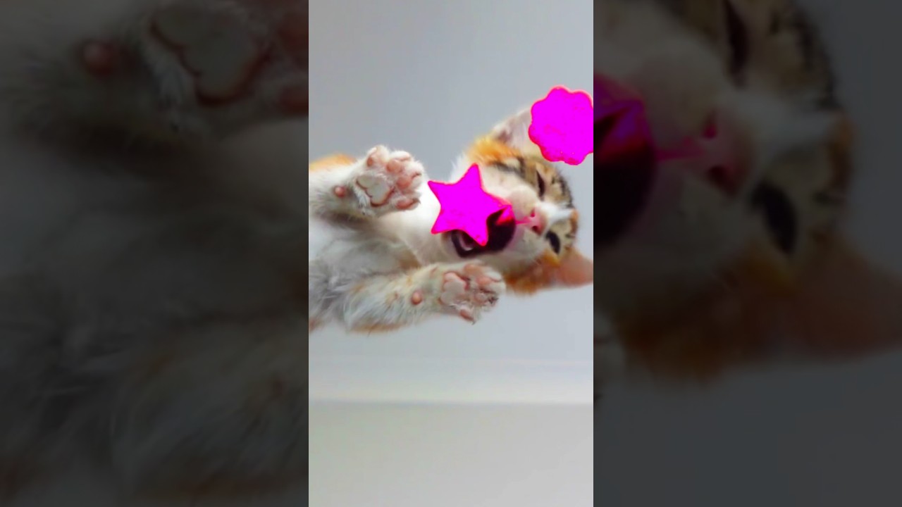 ASMR Kitten Eating Pink Star ⭐🔯