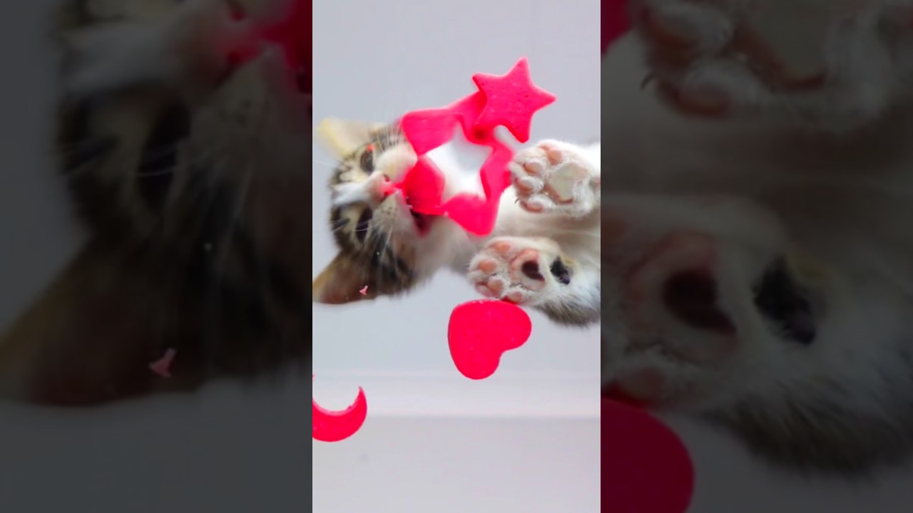 ASMR Mukbang Kitten Eating Star 🌟