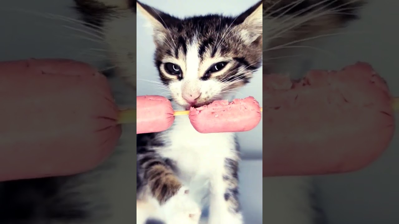 asmr sausage 🌭 kitten