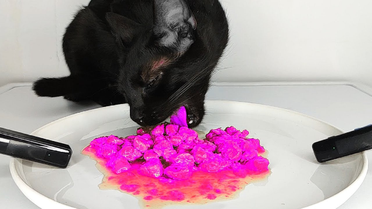 Black Cat Eating Pink Food ASMR