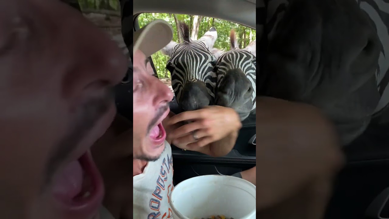 Bro they just wanted the snacks!!! 😂🦓