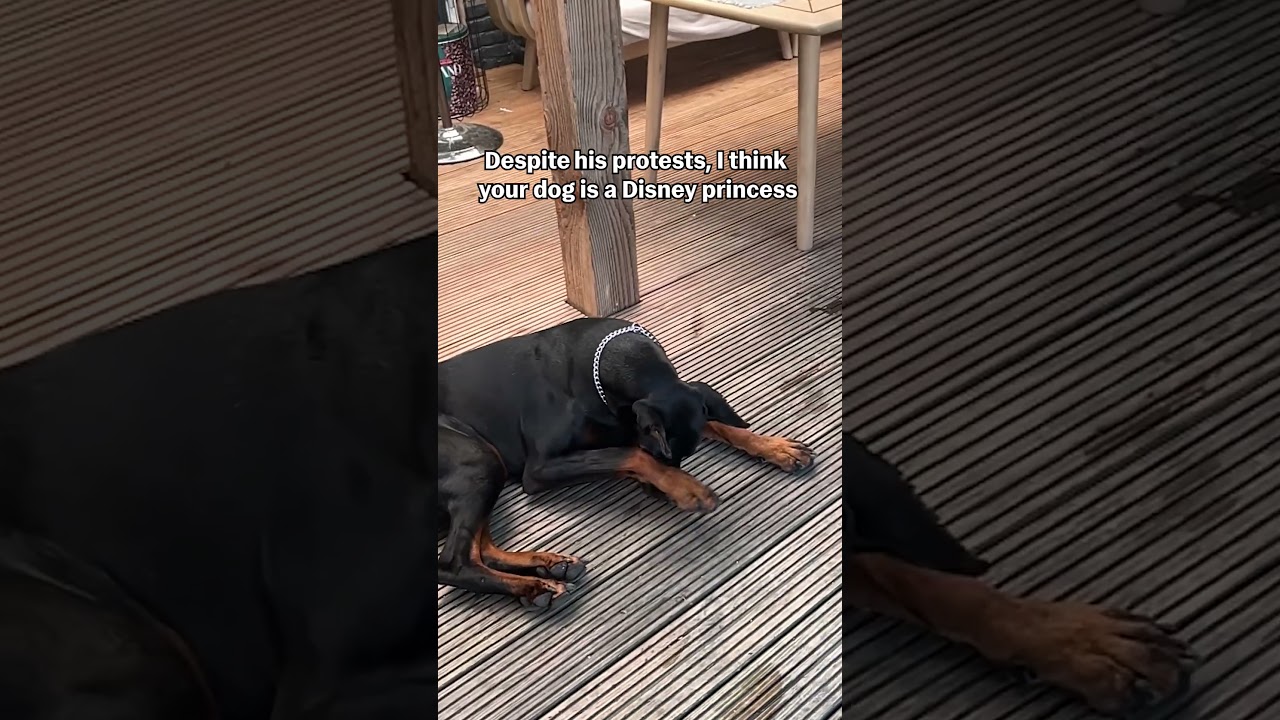 Butterfly Tries to Sit On Doberman's Nose