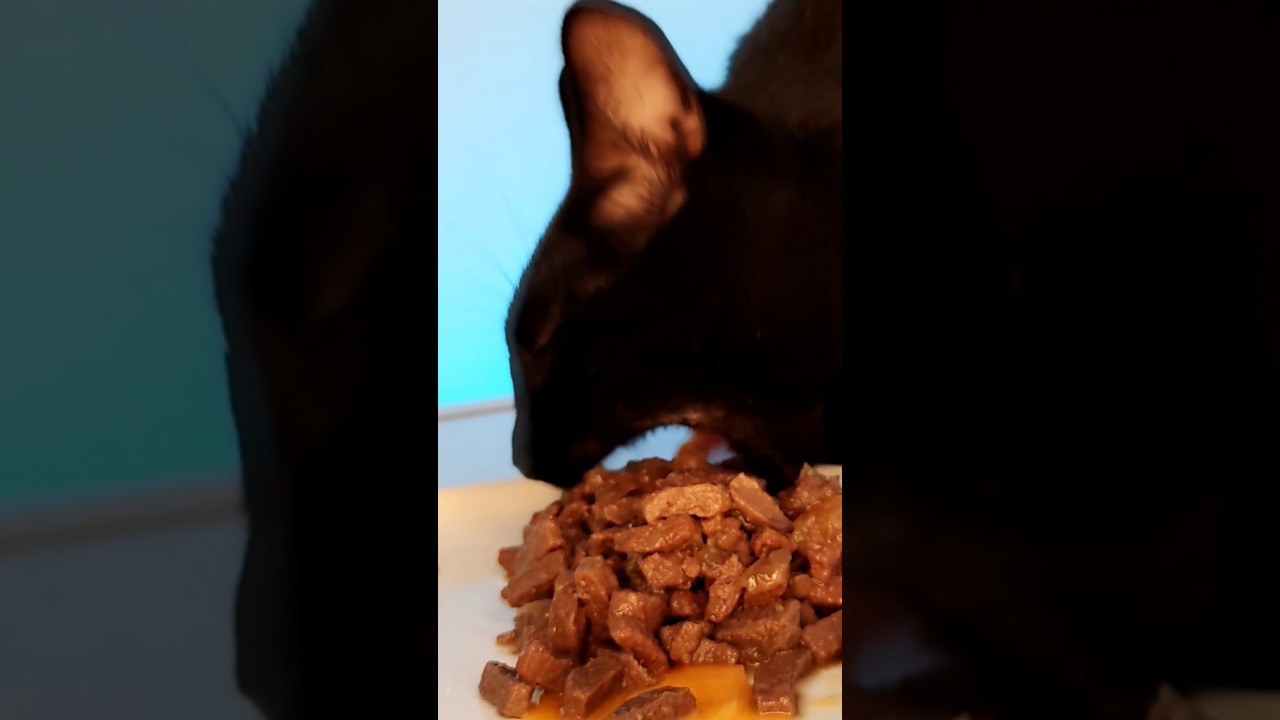 Cat Eating ASMR Mukbang 🐱