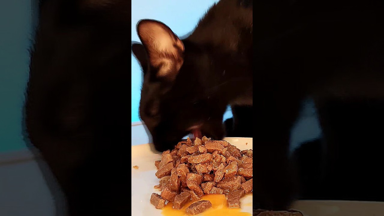 Cat Eating Wet Food ASMR 😋