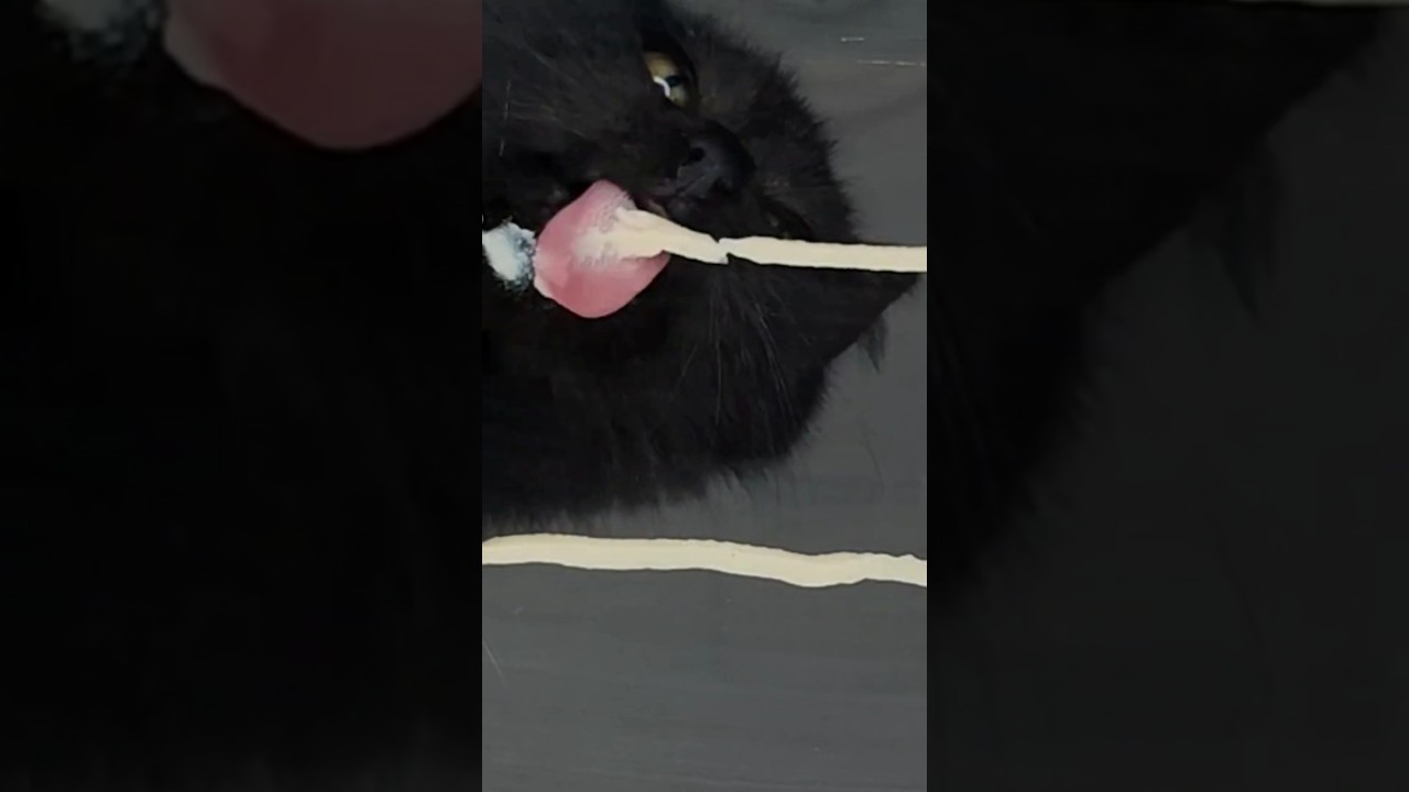 Cat Lick ASMR 👅 #shorts