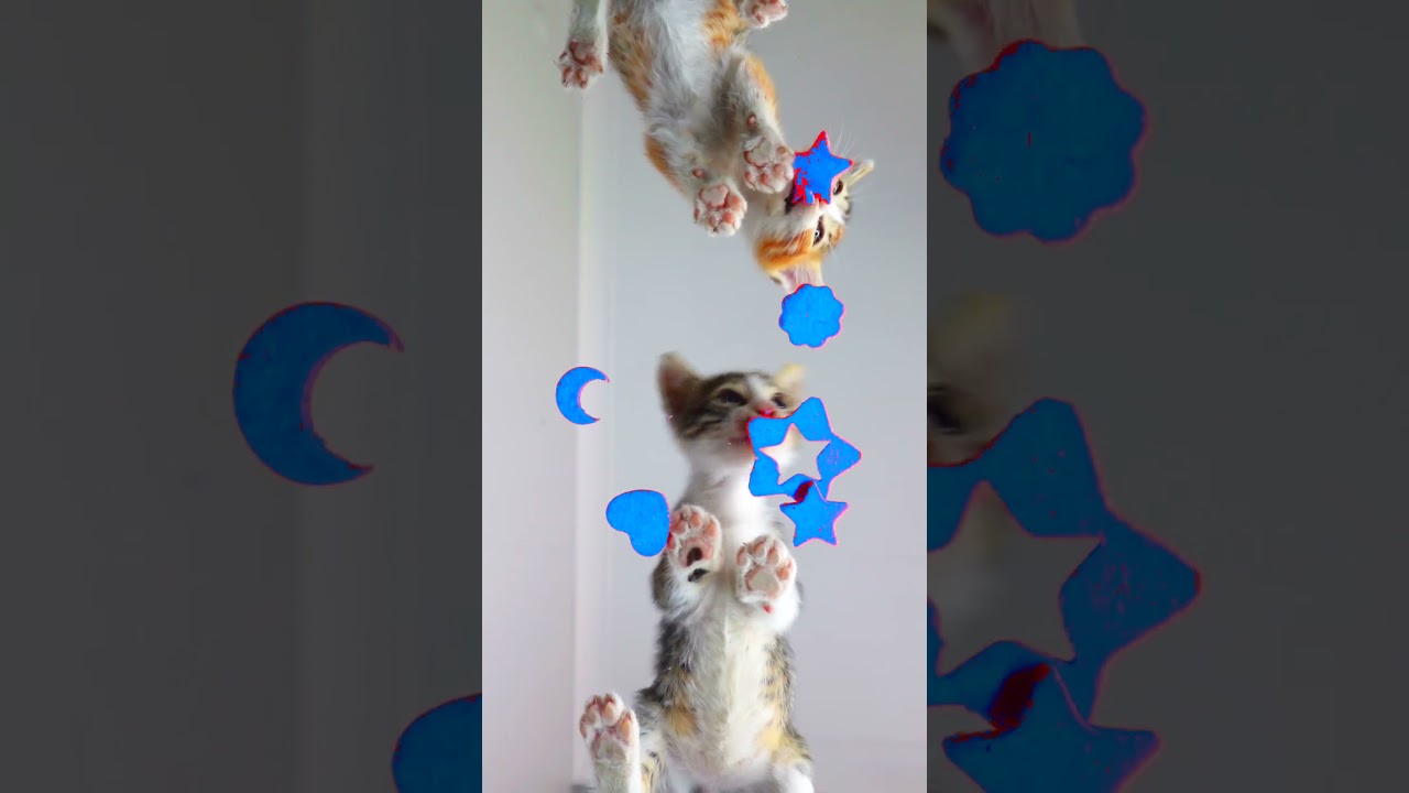 Cats Eating Blue ASMR Mukbang