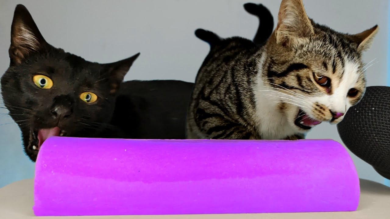 Cats Eating Purple ASMR Mukbang 💜