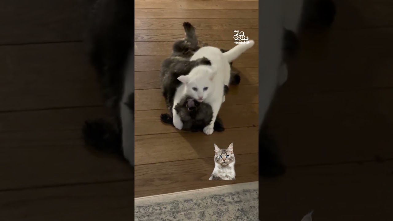 Cats VS. Dogs VS. Judgy Cat 😈