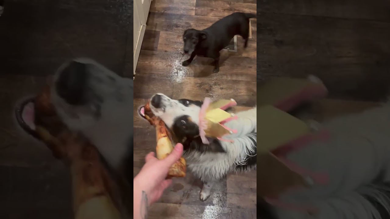 Celebrating Shelter Dog Birthday's!