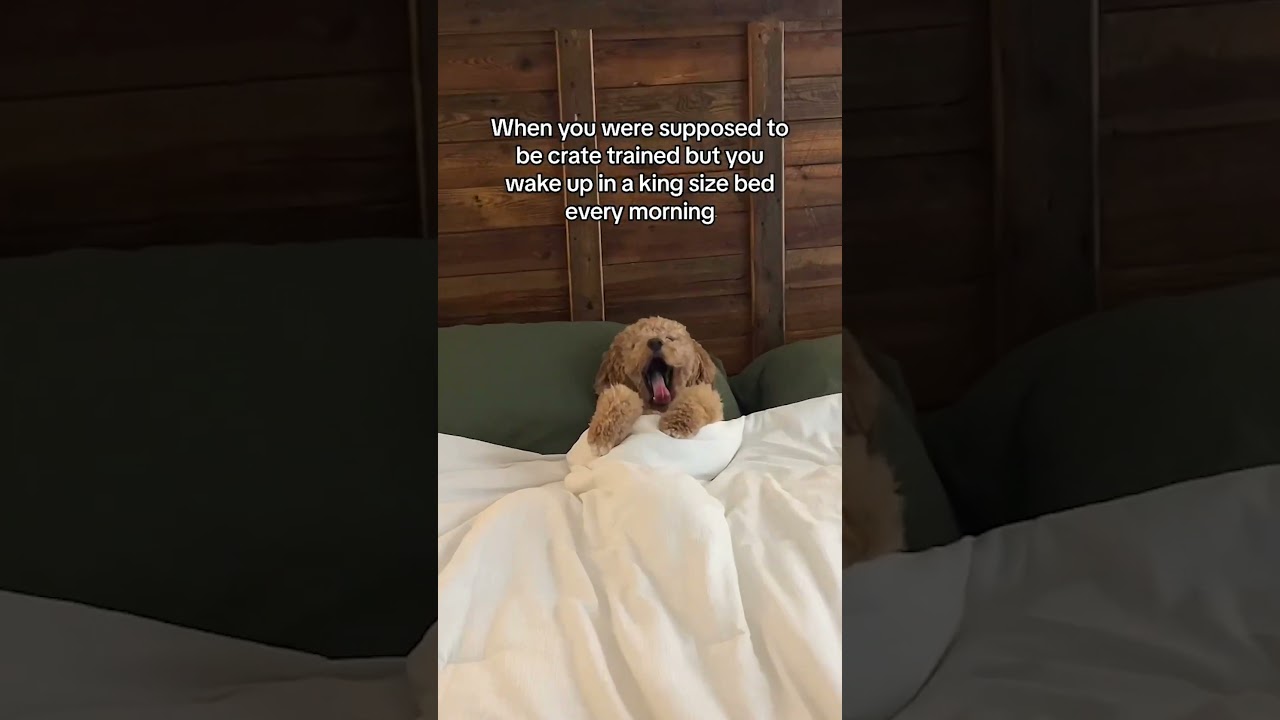 Pet parent's start out strong with crate training & then find ourselves in situation like this 😅