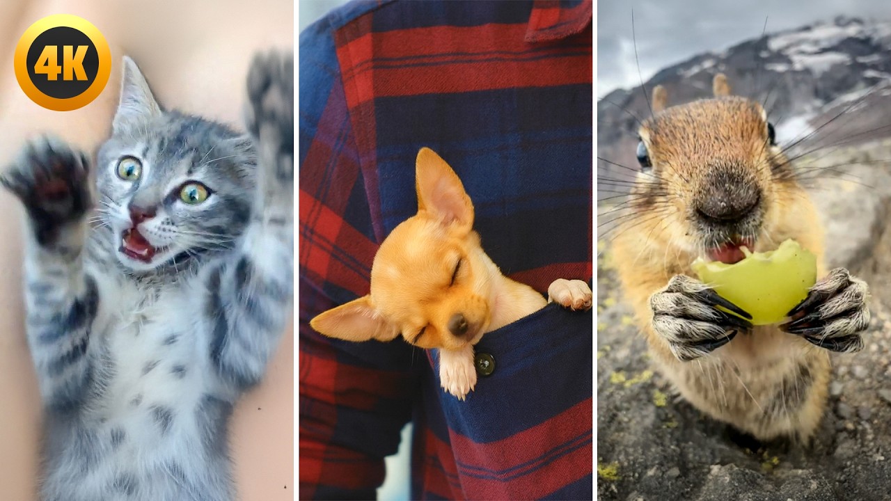 Cute And Tiny Animals 😍 | 1 Hour Of Small Animals!