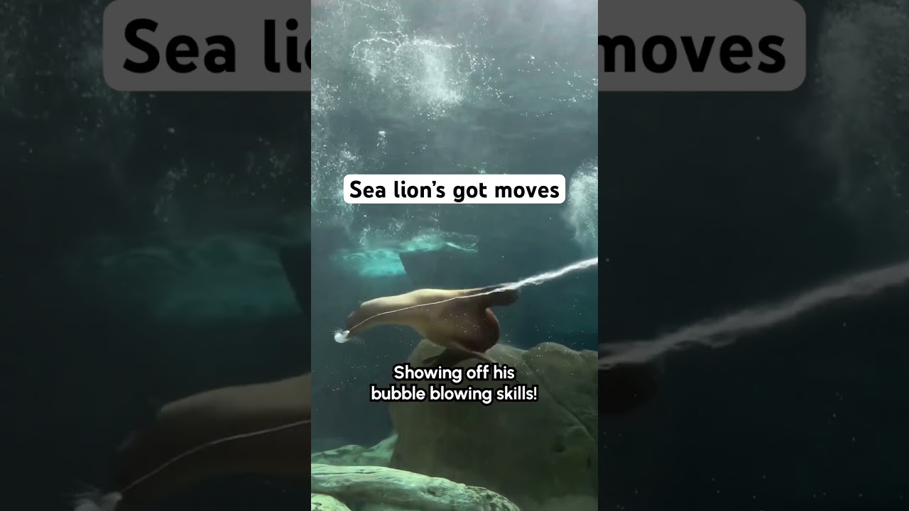 Dancing Sea Lion Blows Bubbles As He Spins
