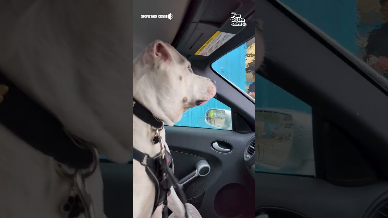Dog Doesn't Like Car Wash Experience