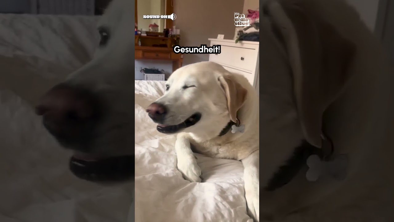 Dog Has Hilarious And Adorable Sneeze!