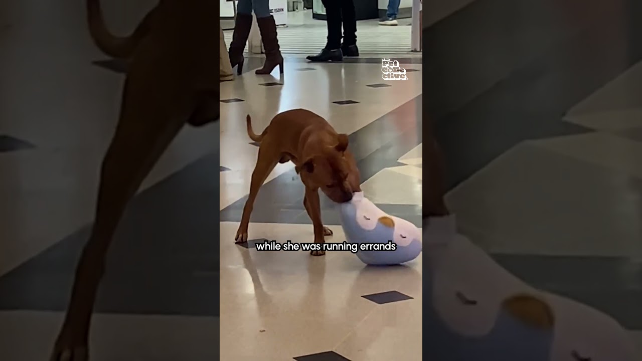 Dog Plays With Stuffed Penguin At Shopping Center