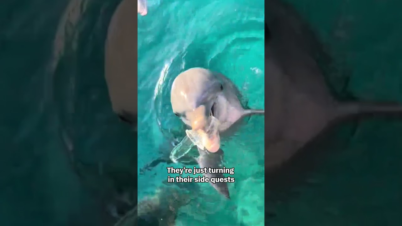 Dolphin Helps Retriever Litter