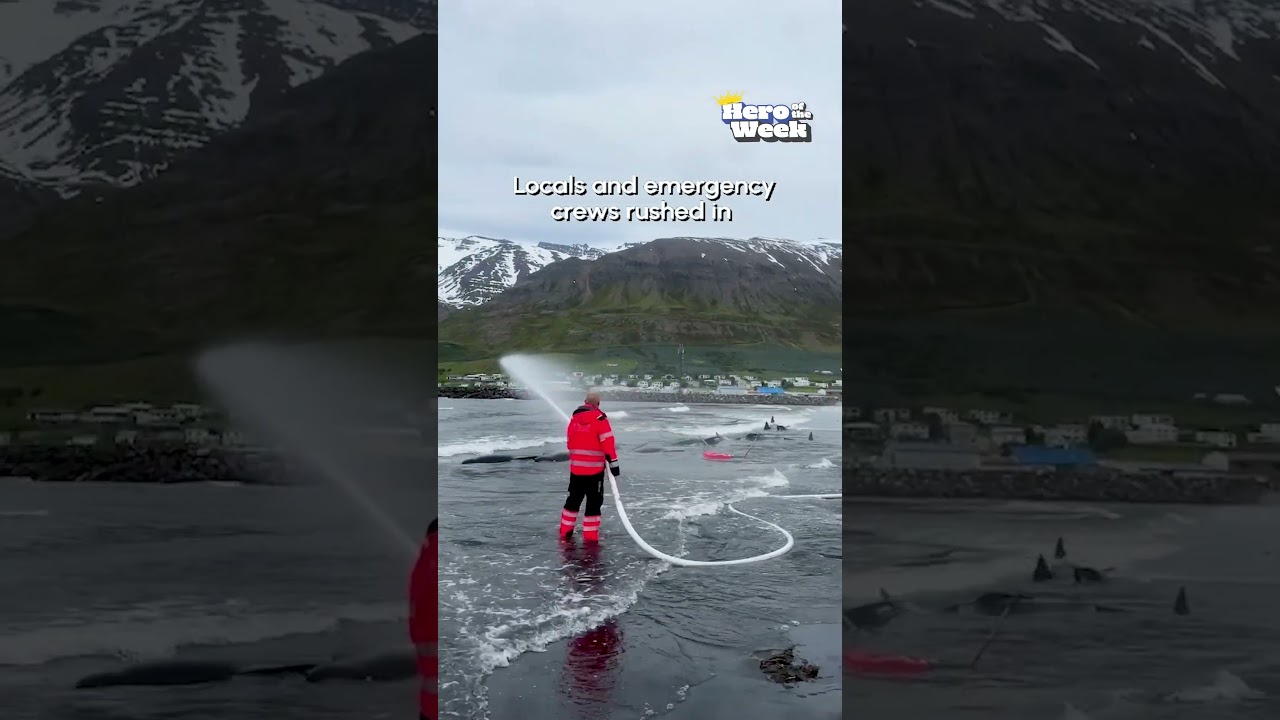 Dozens of Whales Rescued After Mass Stranding in Iceland | Hero Of The Week