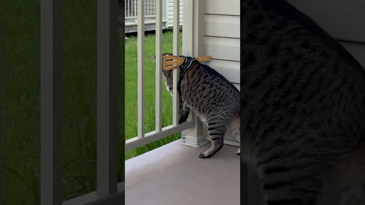 Fails to Squeeze Through Balcony Fence After Person Attaches Spatula to Her Harness