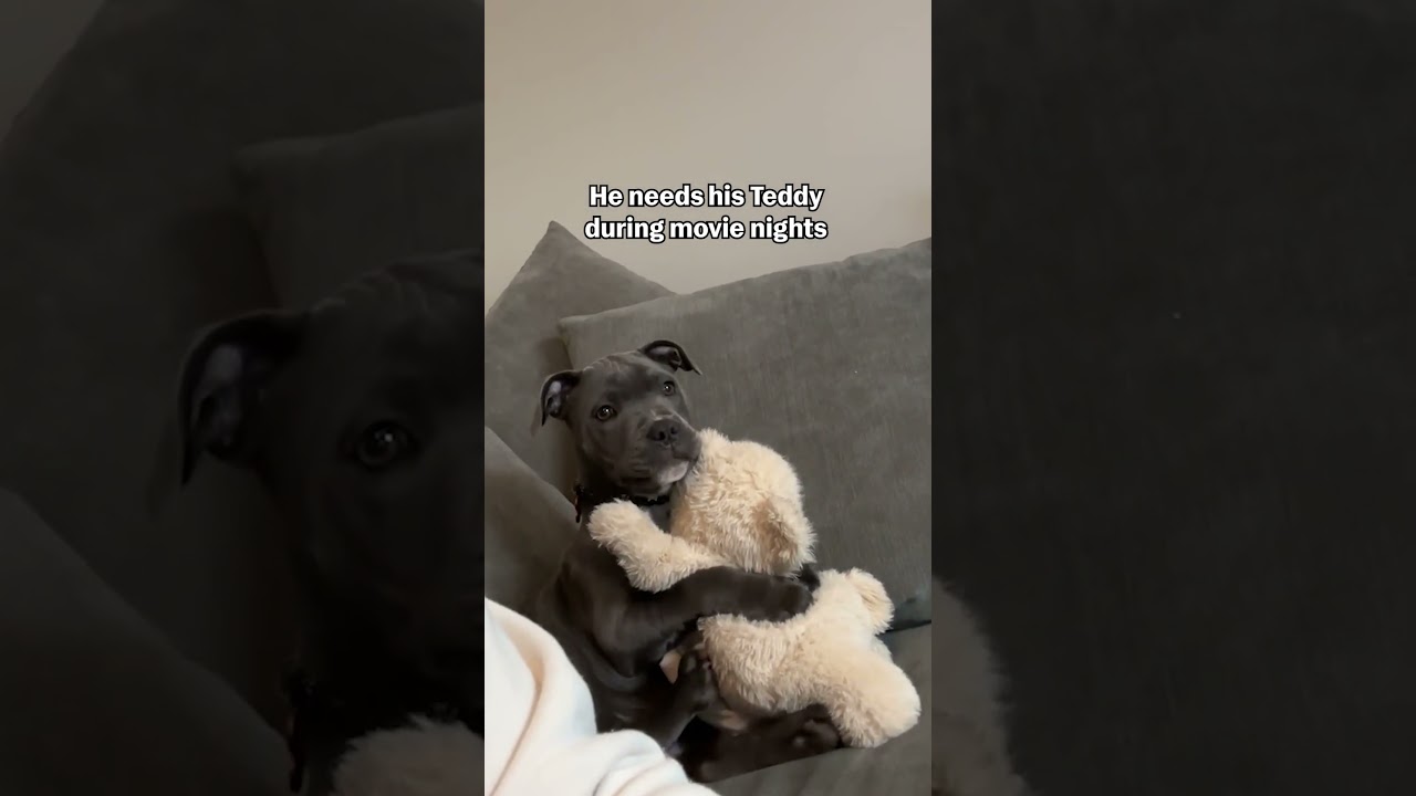 He's just a baby!!! 🐕🧸🥰 #StaffordshireBullTerrier #Dog #Puppy