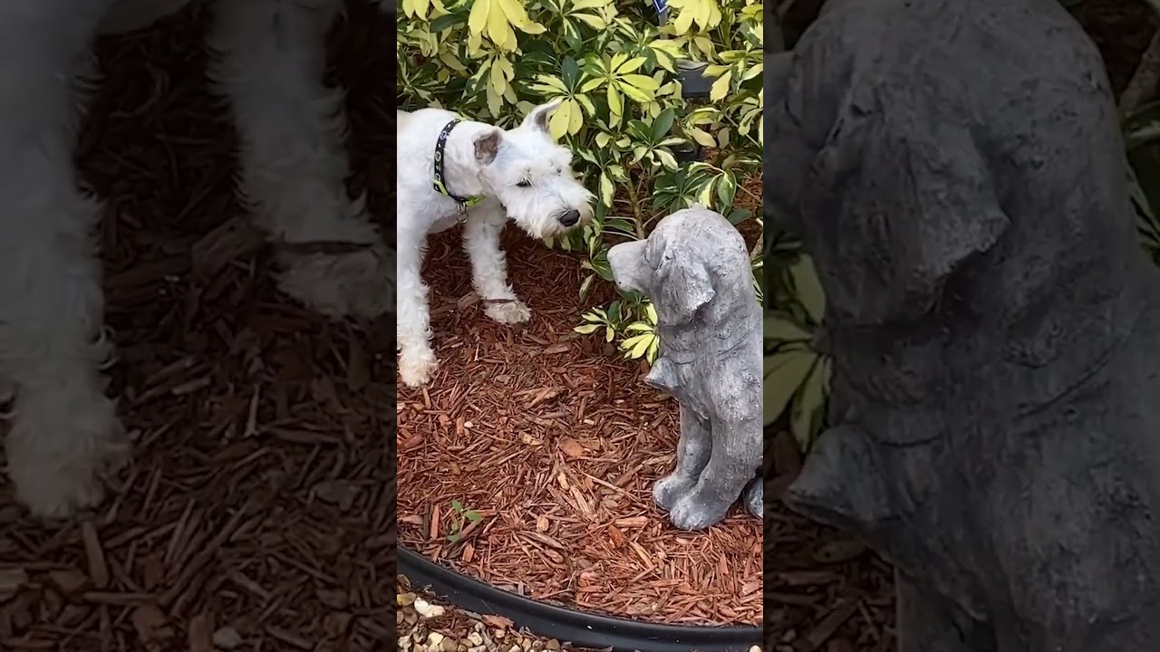 Funny Mini Schnauzer Hates Dog Statue