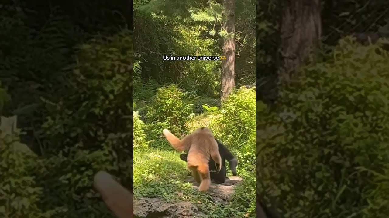 Gibbons Reunite With The Most Heartwarming Hug! ❤️🥹🐒