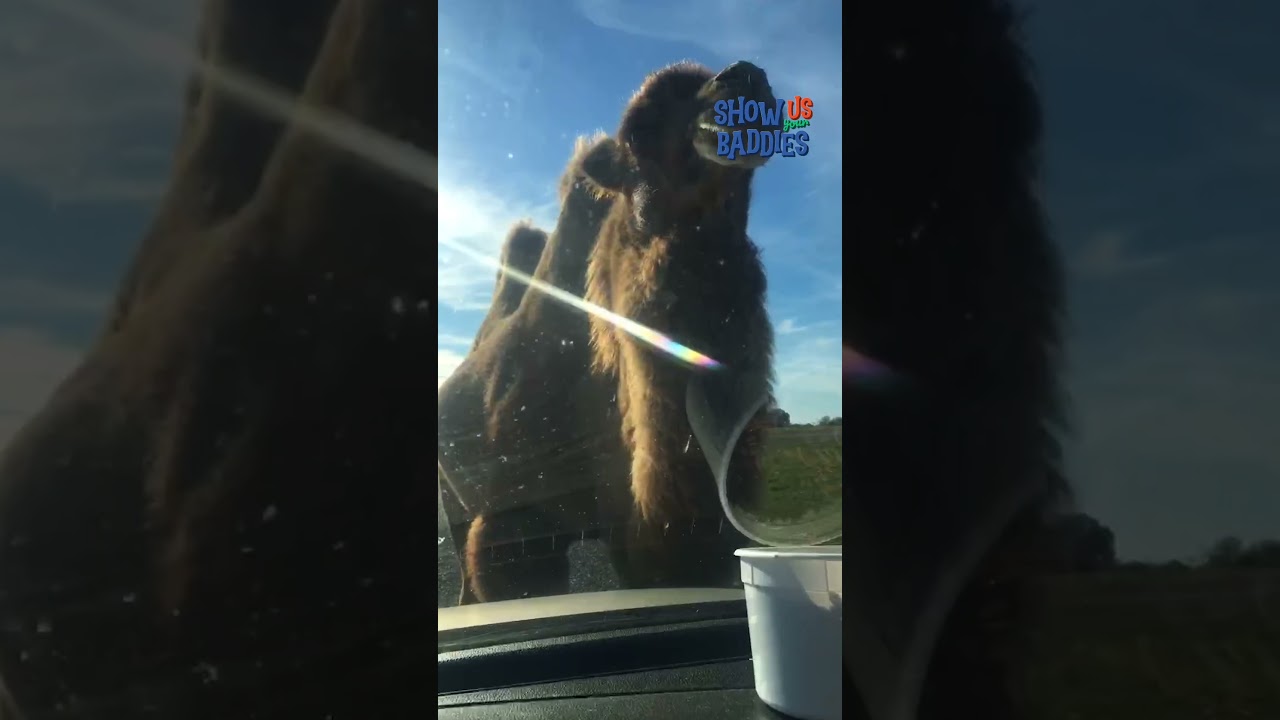 🦁 'Go on safari' they said. 'It'll be fun' they said' 🤪 #Baddies #Safari #WildAnimals