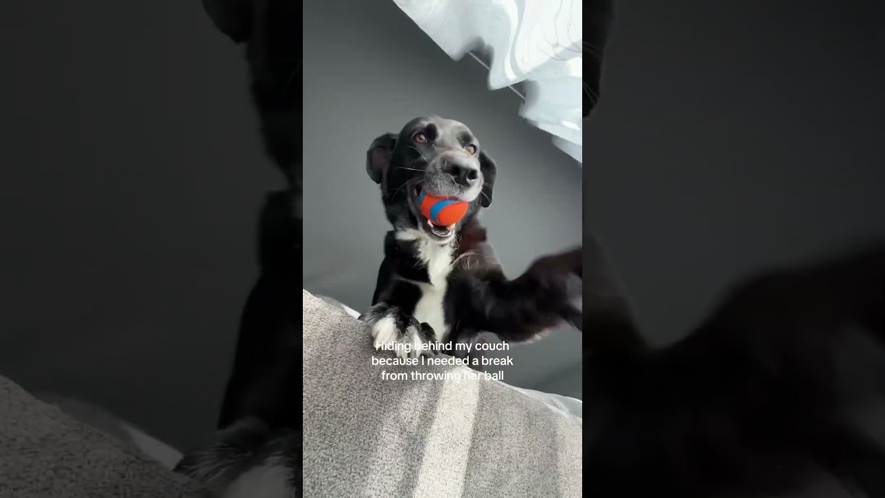 Hilarious Dog Hunts Human Down To Play Fetch!