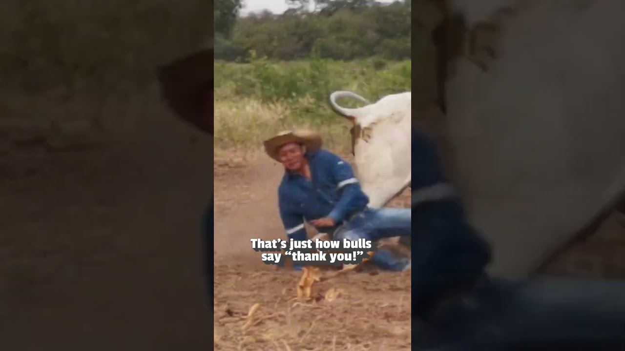 🚨 Crazy Wild Animal Rescues 🫣 #AnimalRescue #Rescue #WildAnimals #AnimalLovers