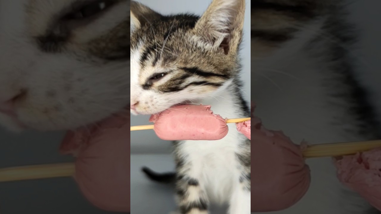 kitten asmr 🌭