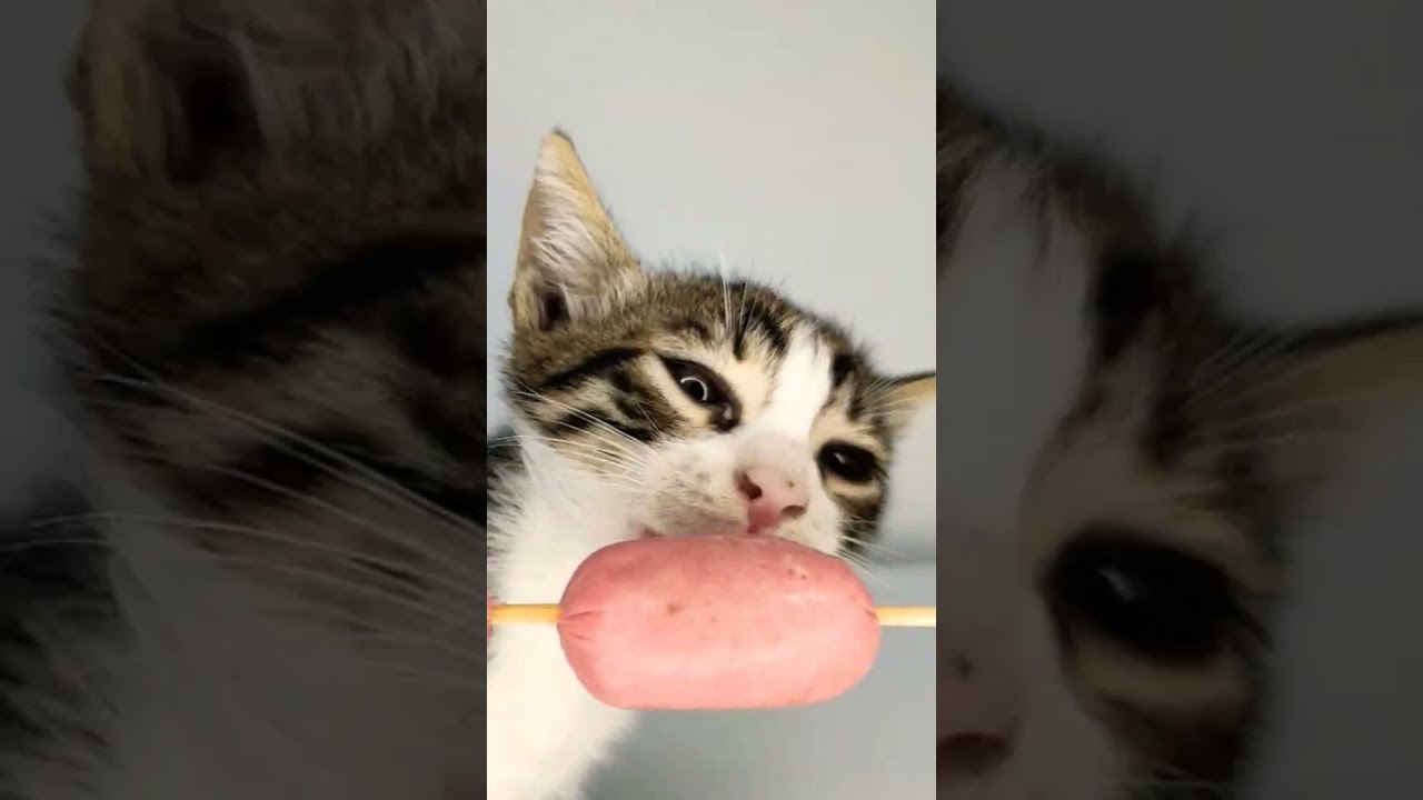 kitten eating sausage 🐈🌭