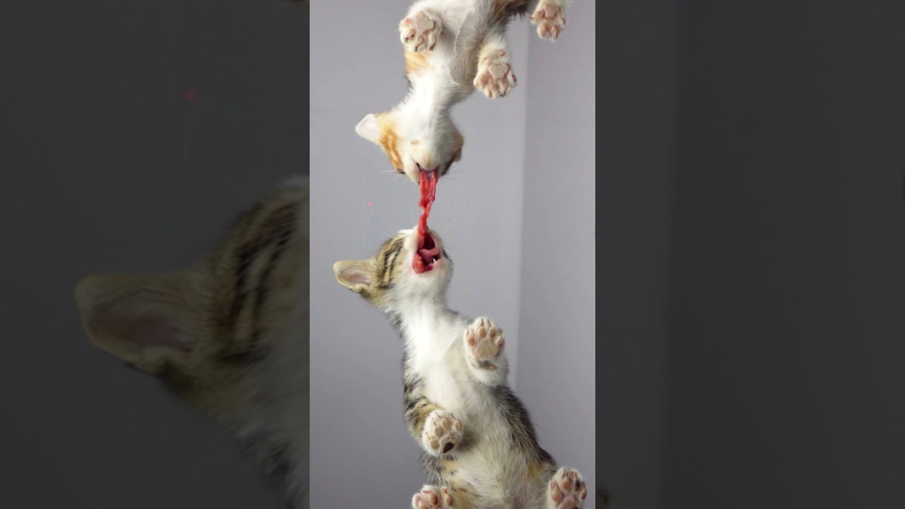Kittens Beef Battle 🤜🤛 #cat #asmr