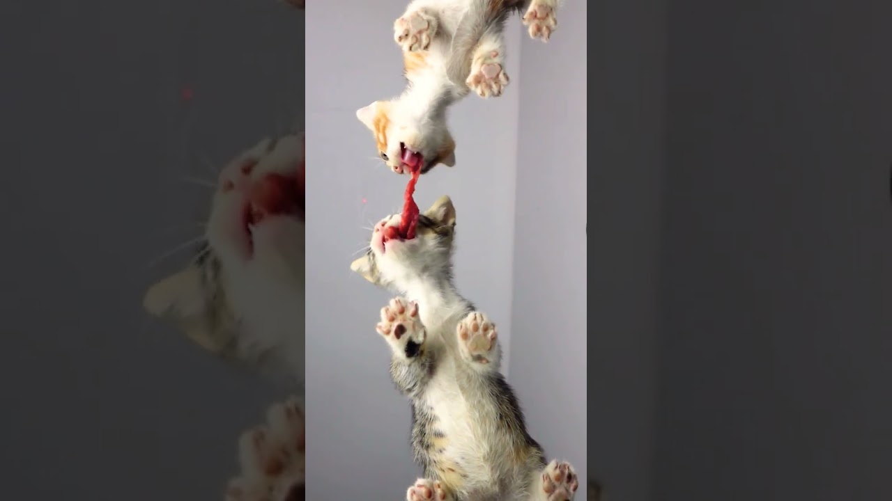 Kittens Eating Beef ASMR 🥓