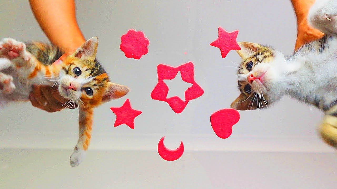 Kittens Eating Shaped Food ASMR