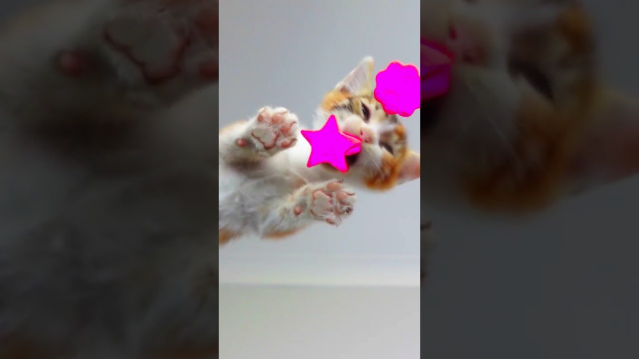 Kittens Eating Star 🌟