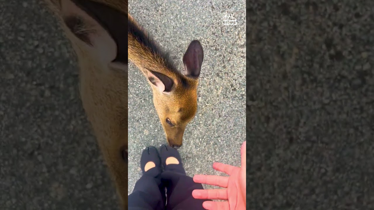 Real recognizes real! 😤🦌🤣 #Deer #Fawn #Shoes