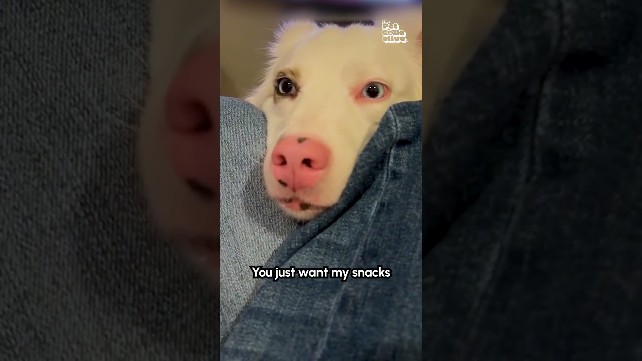Woman Accuses Dog Of Using Her For Snacks. The dog's reaction is hilarious!