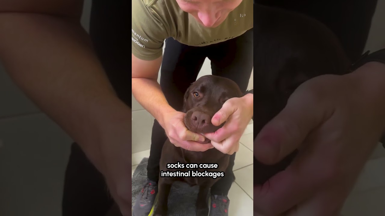 Man Catches His Dog Trying To Swallow Several Socks
