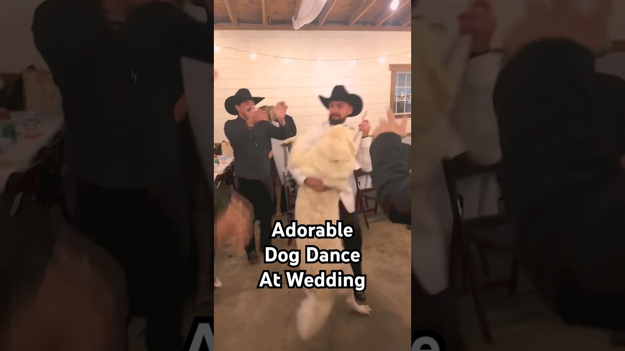 Normalize your dog being your best man and sharing a dance at your wedding #wedding #baile #dog