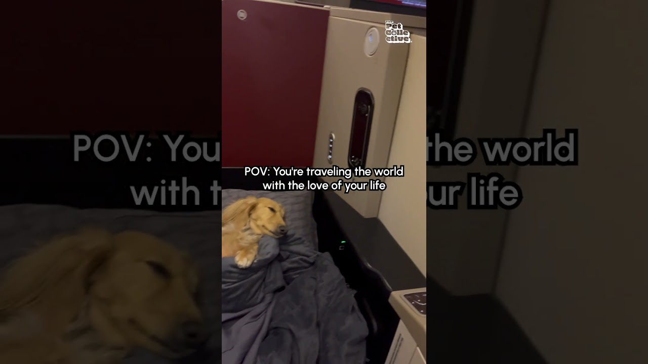 Spoiled Little Dachshund Sleeps In First Class Cabin #InternationalDogDay