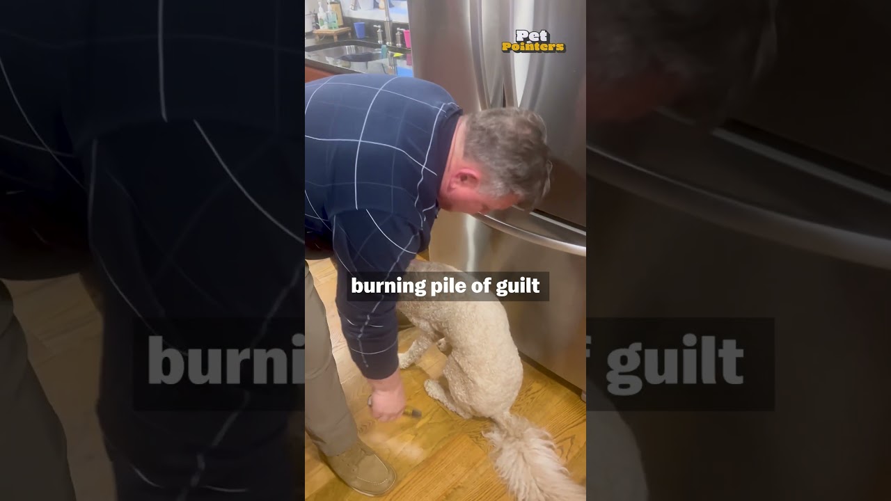 Stop Feeling Bad — Here's How To Ease Your Pet Parenting Guilt | Pet Pointers