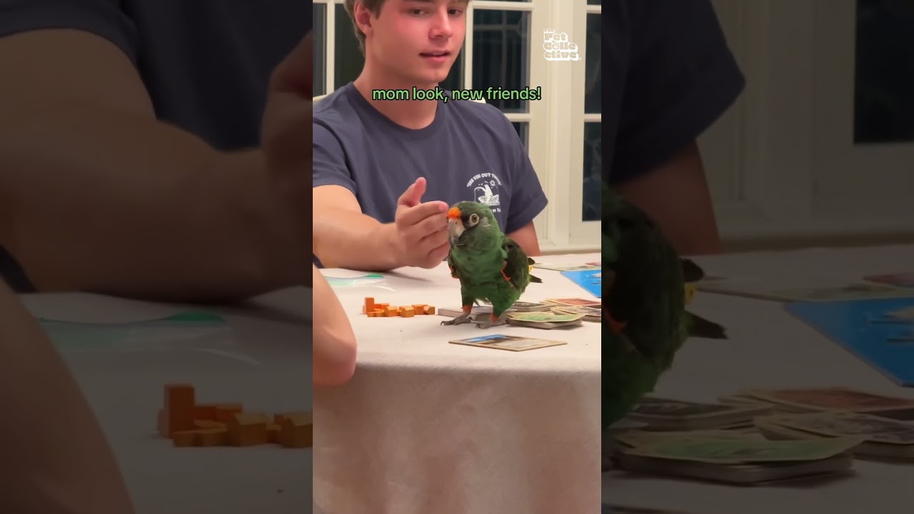 Parrot Joins Group Playing Board Games at Table